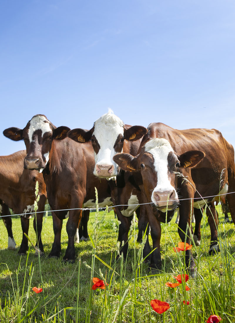 AMI Boost poultry supplement Uganda