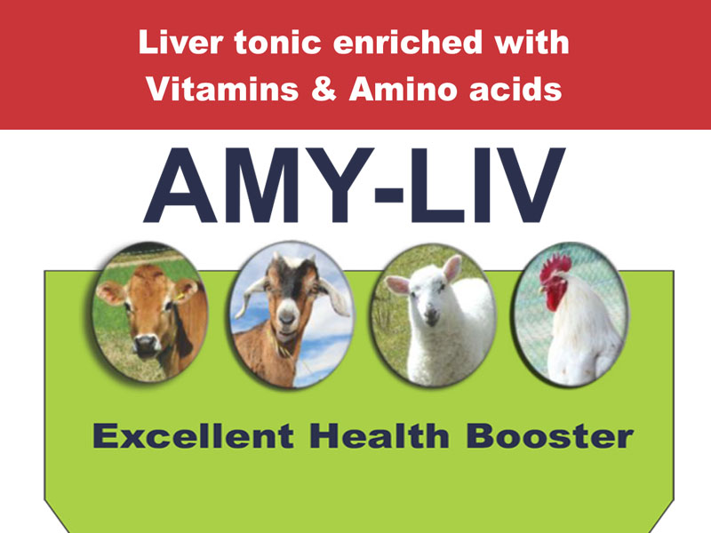 AMI-LIV liver tonic for poultry Uganda