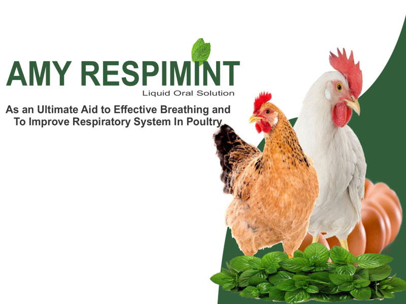 AMI Respimint respiratory care poultry Kampala