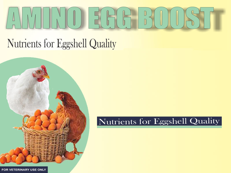 Amino Egg Boost supplement Kampala