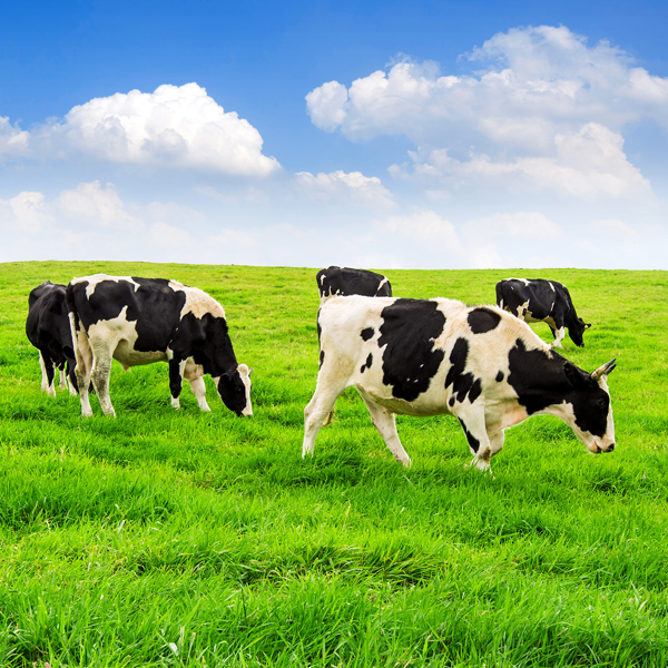 AMI-Cal livestock calcium Uganda